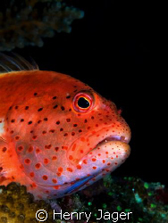 "Hawkfish" from the Maldives. by Henry Jager 
